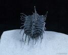 Insanely Spiny Koneprusia Trilobite #2176-5